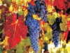 vinobrani